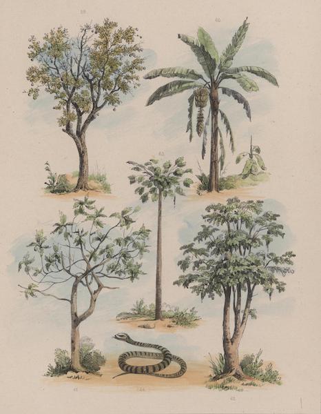 Voyage a Surinam - Oranger, Bananier, Arbre a pain, Papaya carica male, Papaya carica femelle & Serpent niger et albus (1839)