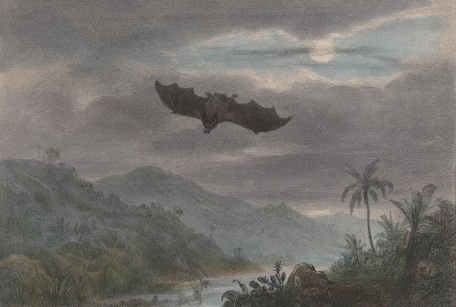 Voyage a Surinam - Vampire (1839)