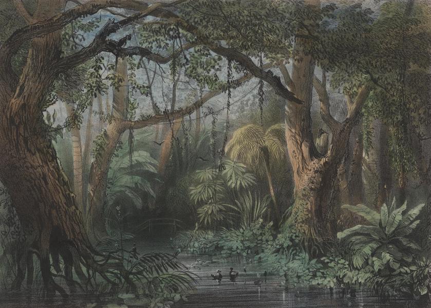 Voyage a Surinam - Des marais (1839)