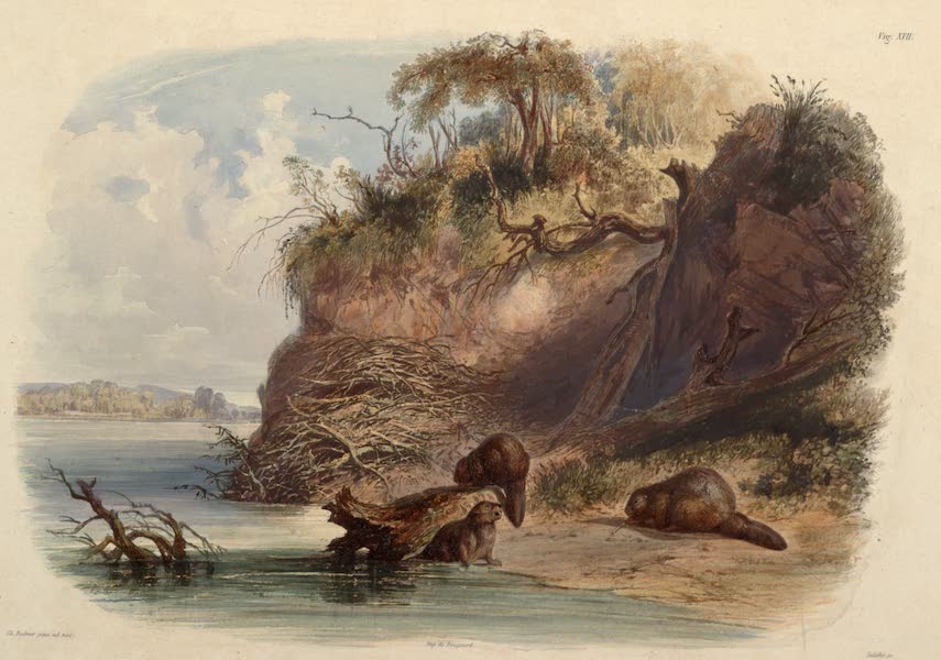 Voyage dans l'Interieur de l'Amerique du Nord Atlas - Biberbau am Missouri. / Constructions des castors sur le Missouri. / Beaver hut on the Missouri. (1840)