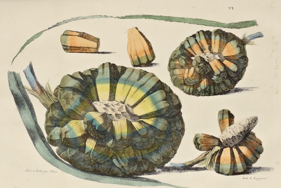 Voyage Pittoresque Autour de Monde - Fruit du Baquois des isles Radak (1822)