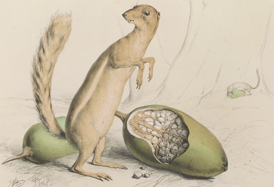 Planche 24. Écureuil fossoyeur et fruit du Baobab.