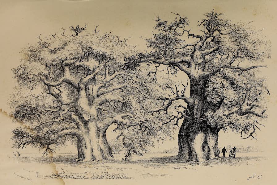 Wanderings of a Pilgrim, in Search of the Picturesque Vol. 1 - Adansonia digitata (1850)