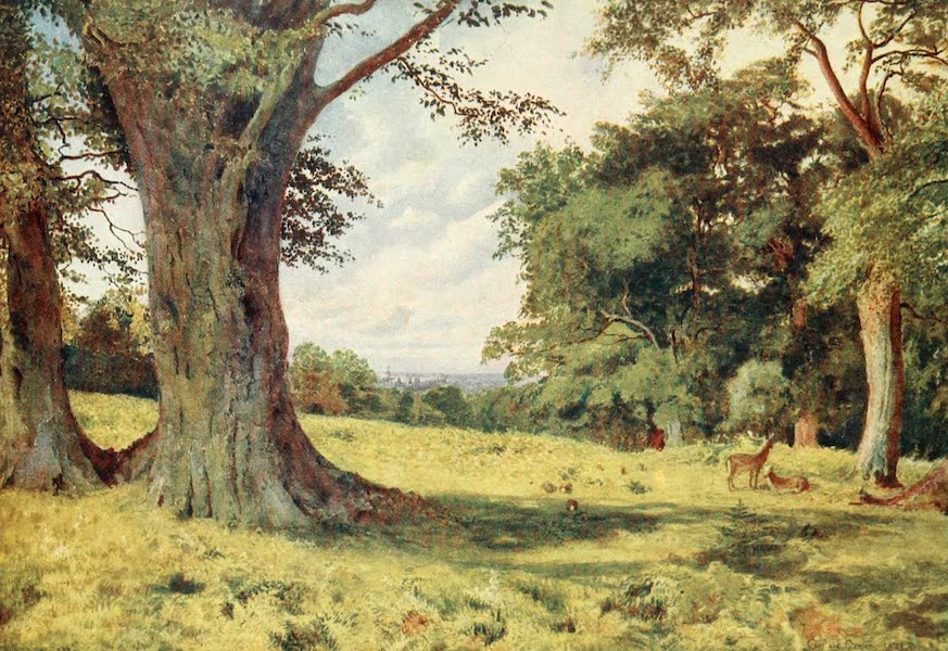 A Glade in Windsor Great Park