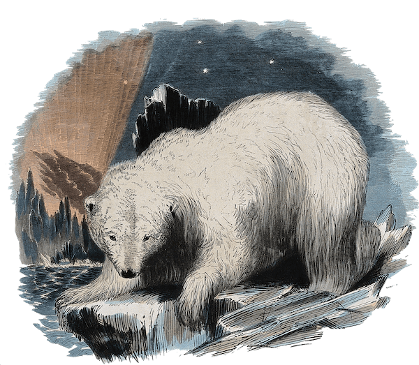 History Archive - Arctic Polar Bear