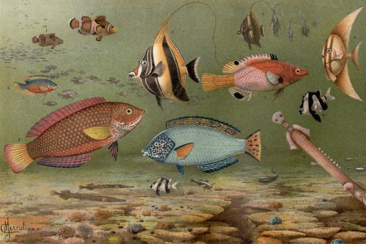 History Archive - Fish Collection