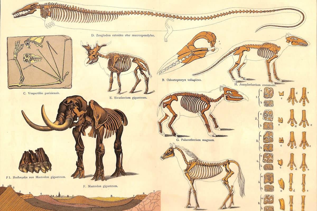 History Archive - Paleontology Collection